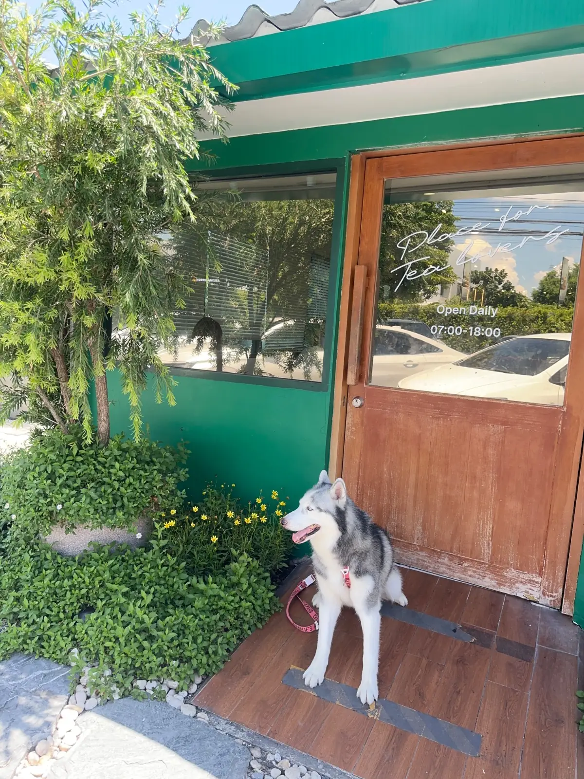 NORTHLANDTEA's Home - Sanam Bin Nam pets image 1
