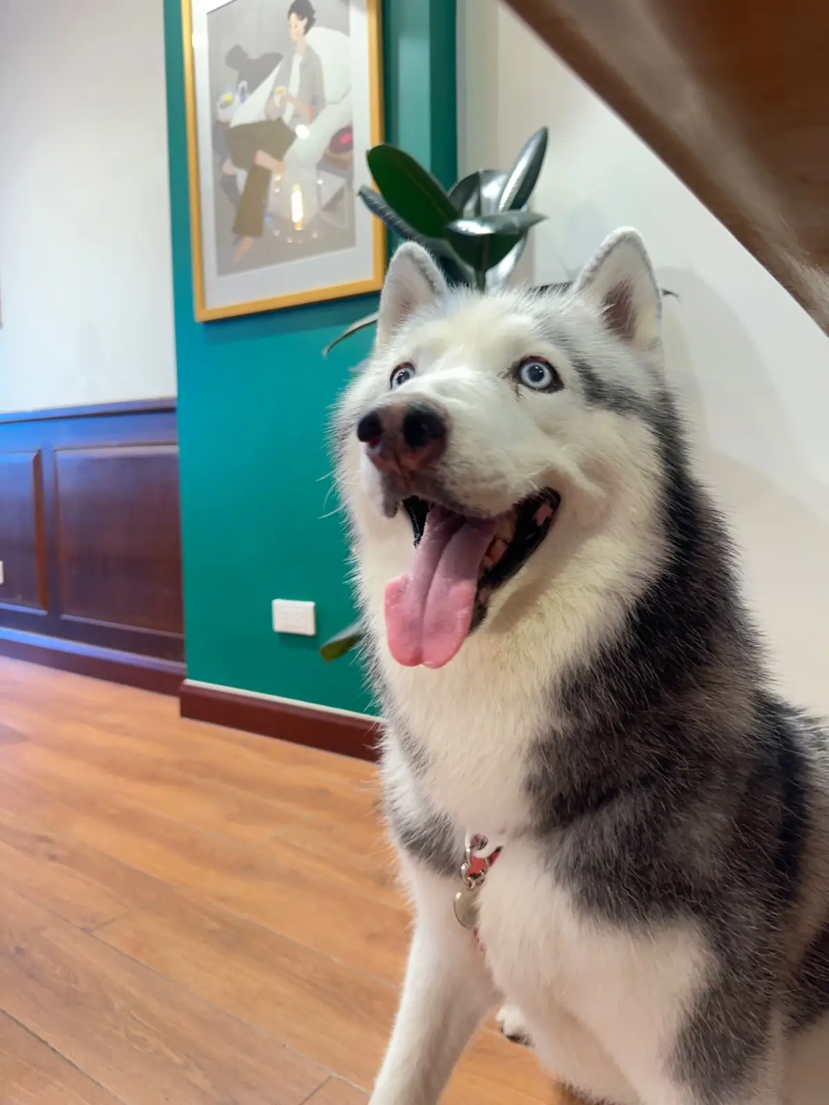 NORTHLANDTEA's Home - Sanam Bin Nam pets image 2