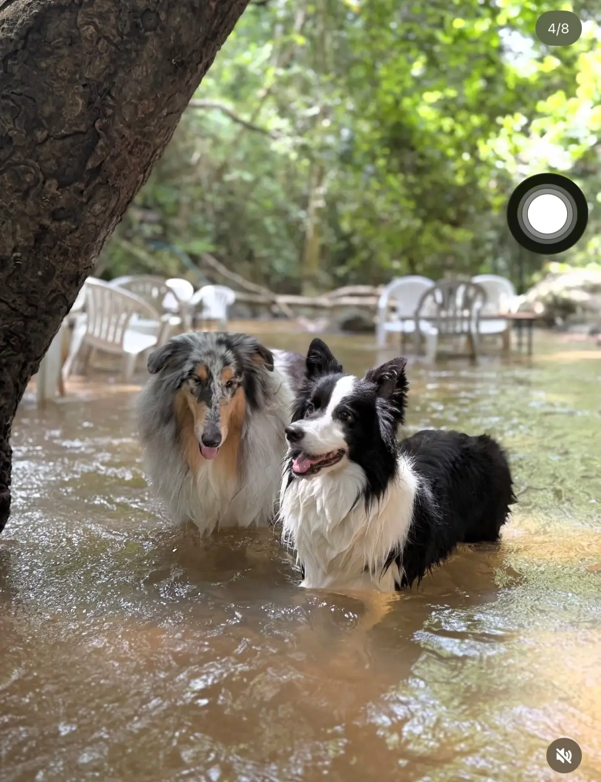 ในสวนลับ pets image 3