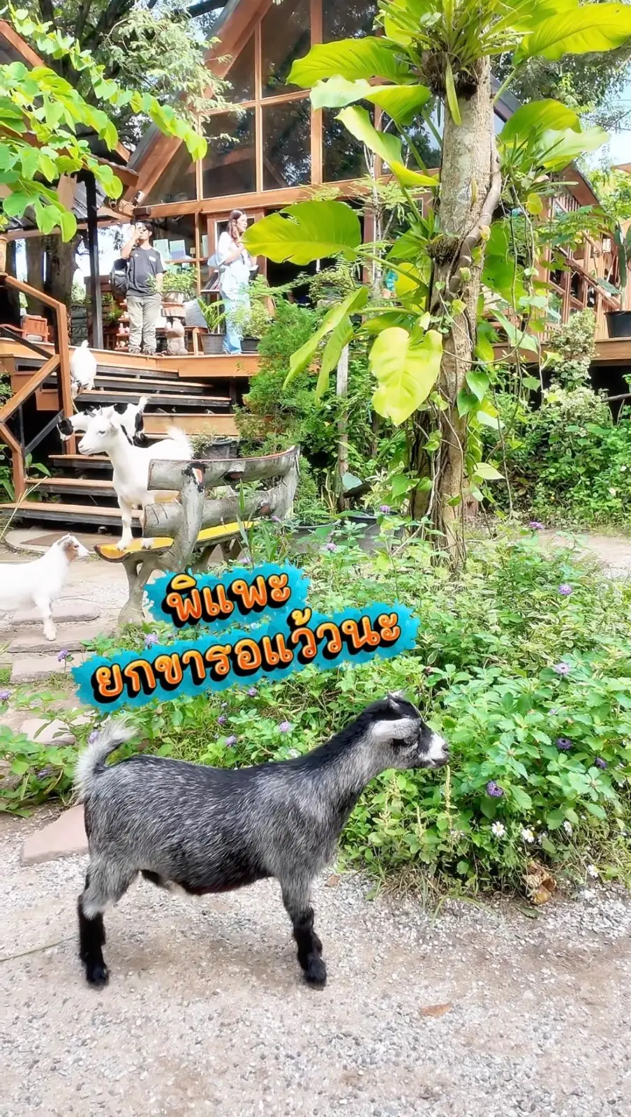 ในสวนลับ pets image 2