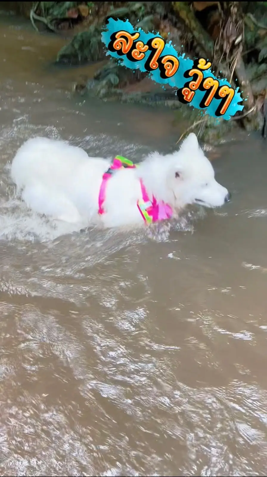 ในสวนลับ pets image 3