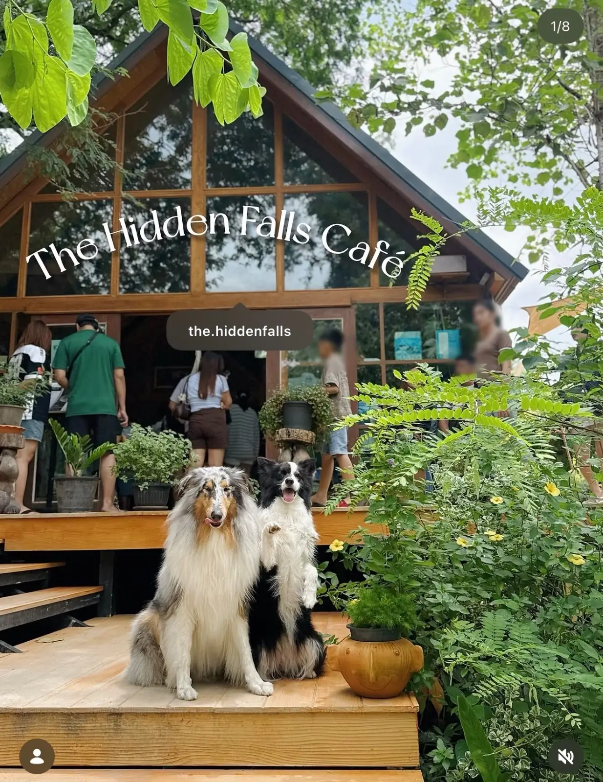 ในสวนลับ pets image 5