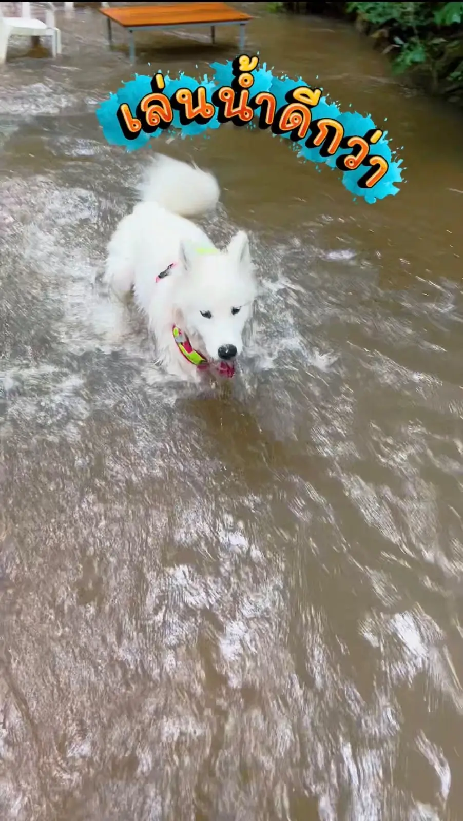 ในสวนลับ pets image 1