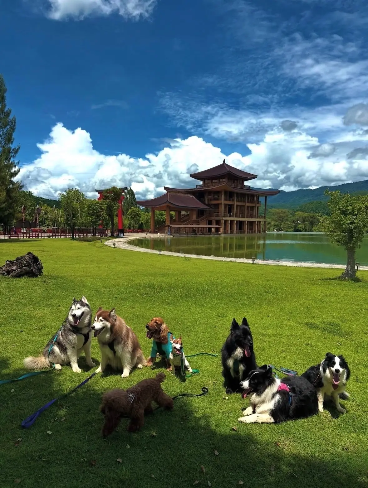 ฮิโนกิแลนด์ pets image 6
