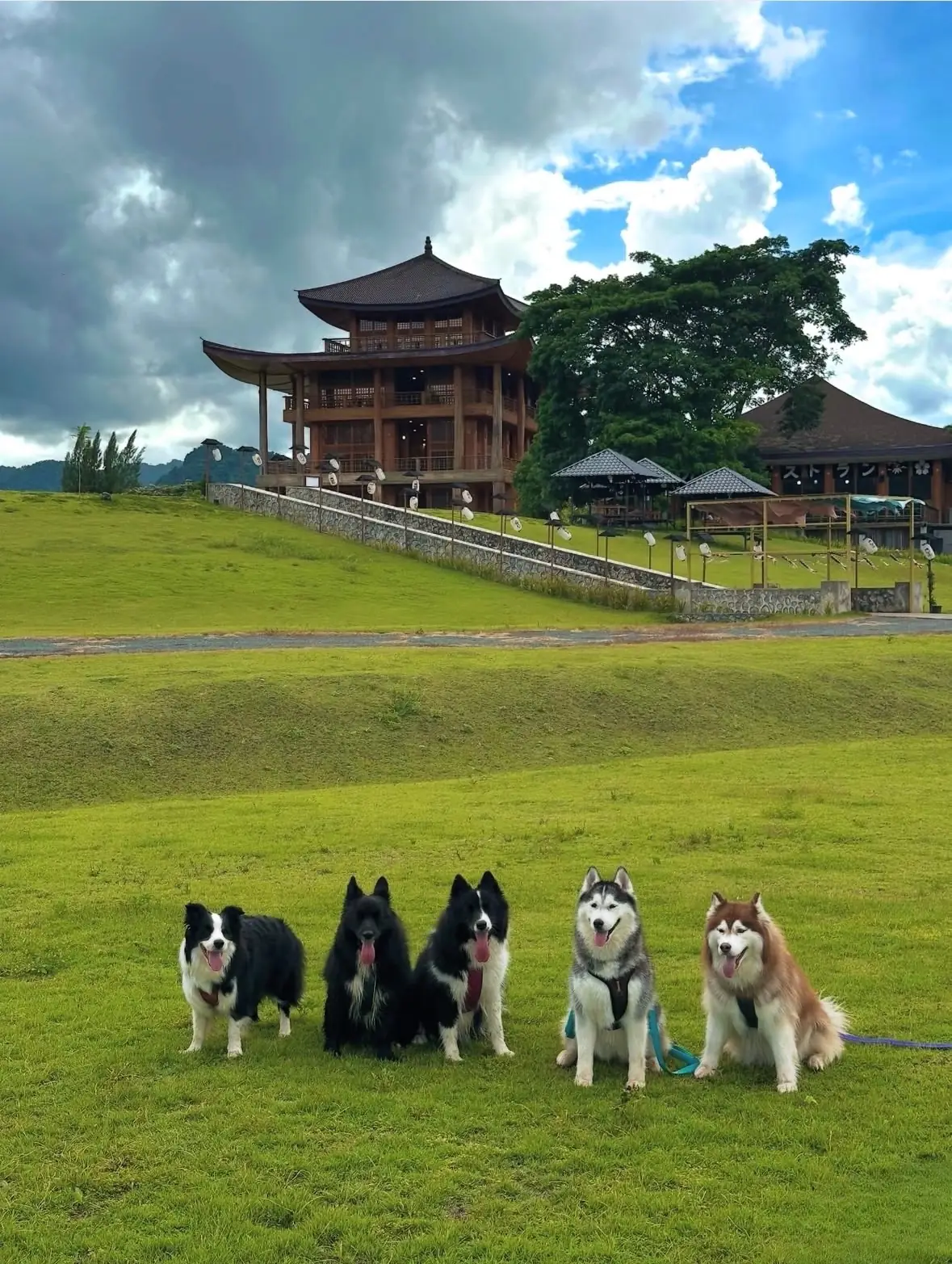 ฮิโนกิแลนด์ pets image 3