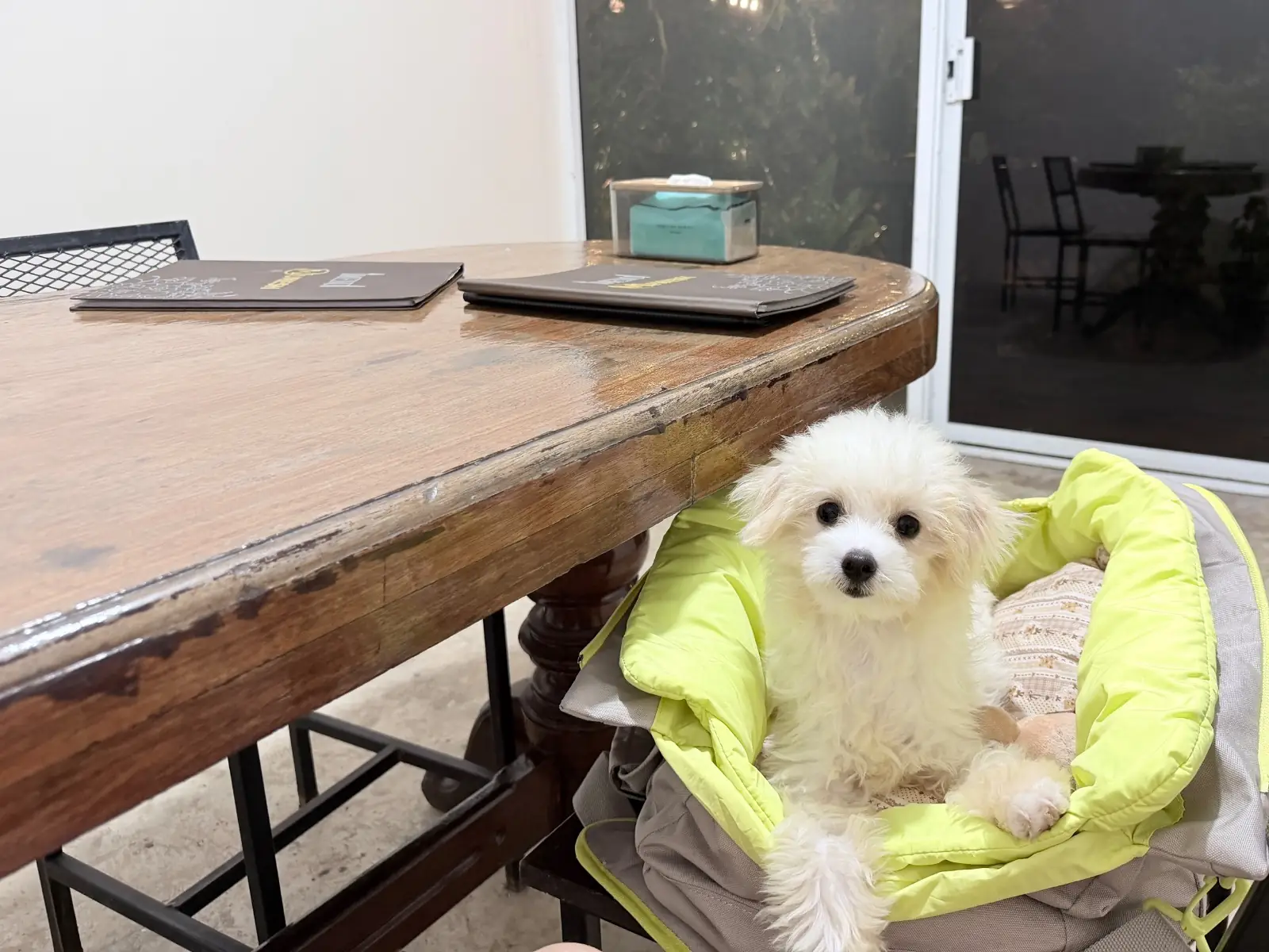 Munesh Restaurant & Bistro pets image 1
