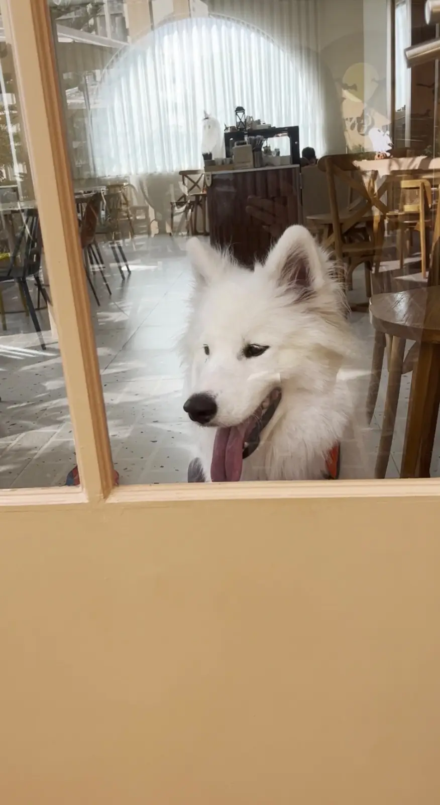 Continue Cafe pets image 7