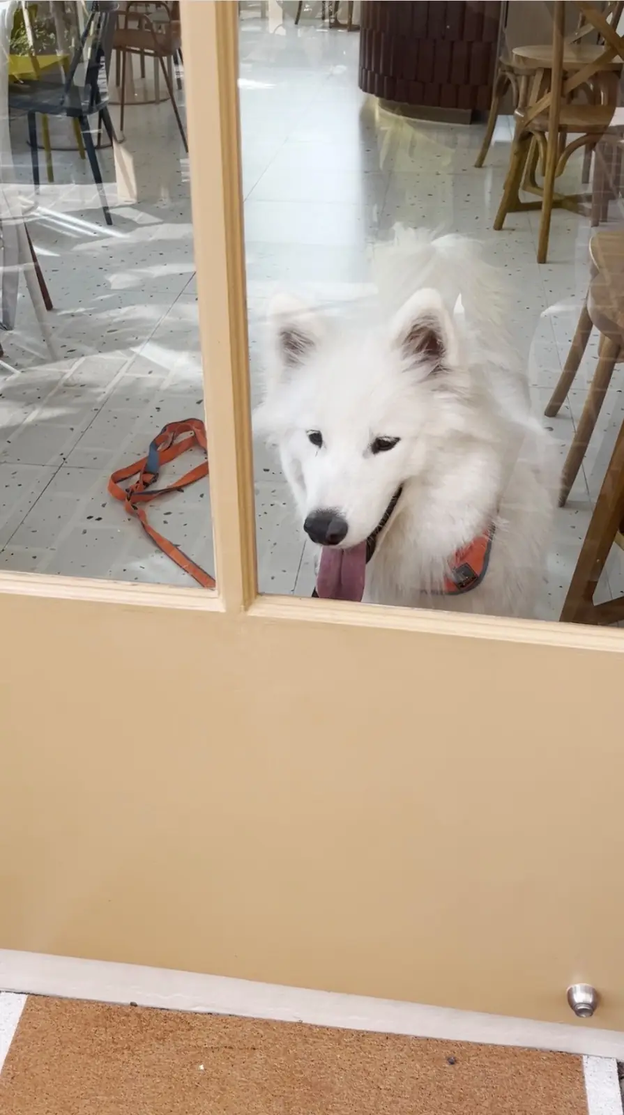 Continue Cafe pets image 6