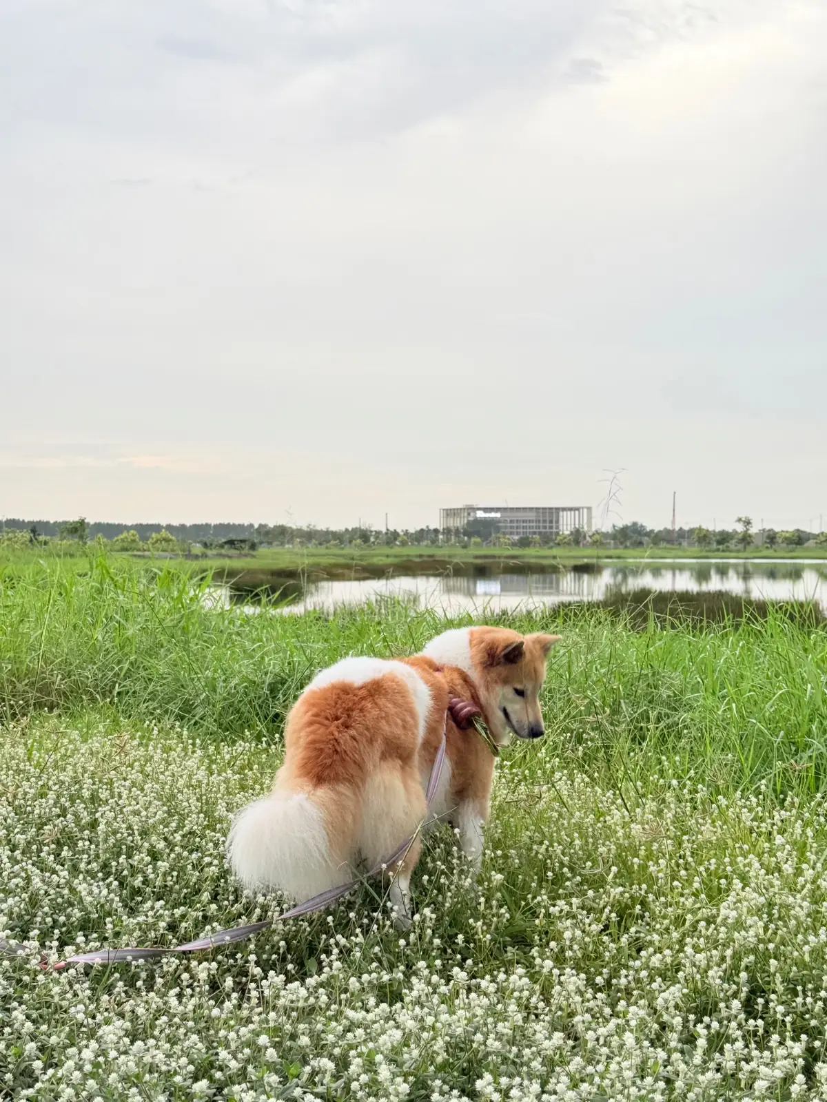 สวนสาธารณะทศมินทราภิรมย์ pets image 5