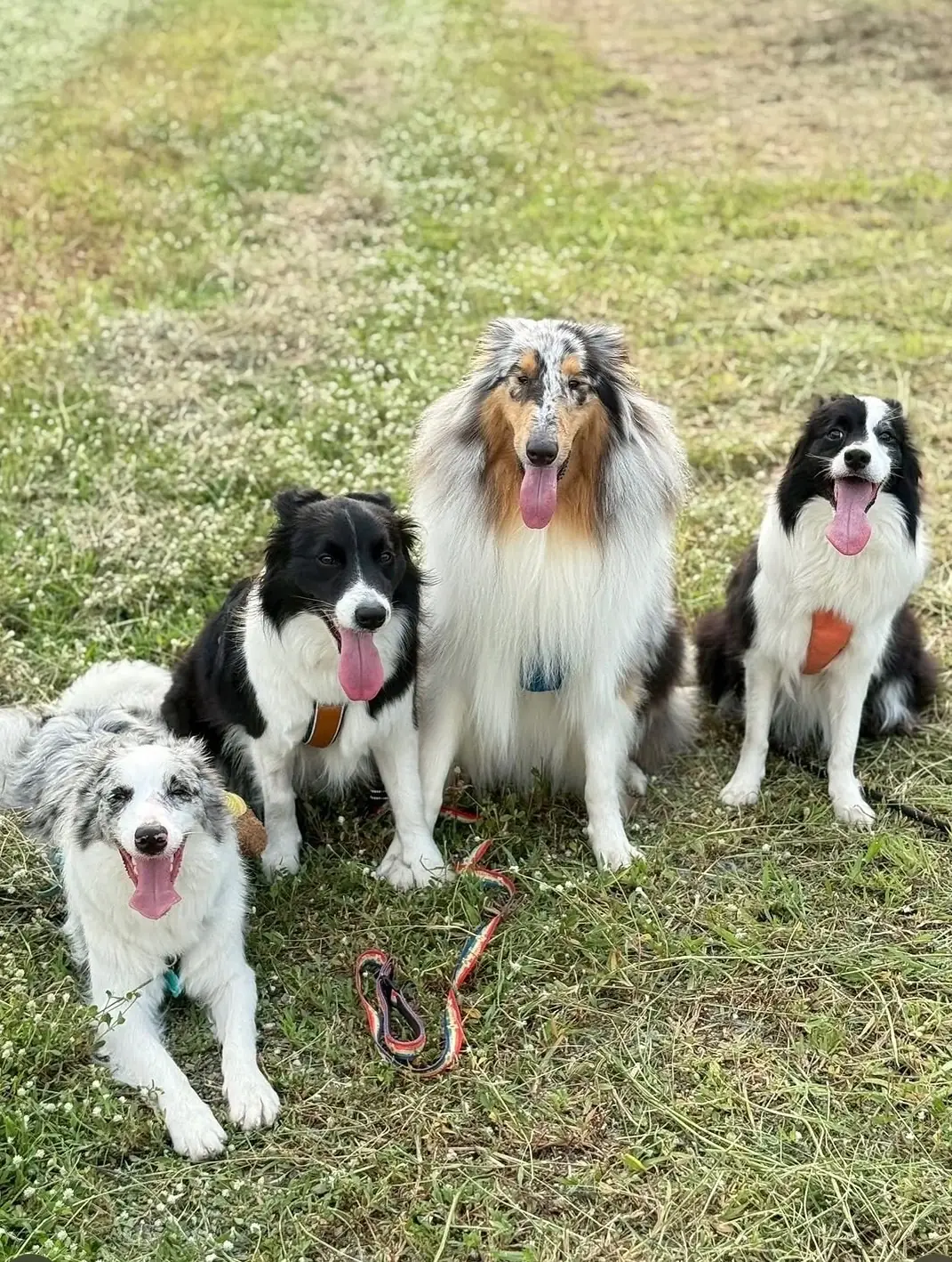 สวนสาธารณะทศมินทราภิรมย์ pets image 1