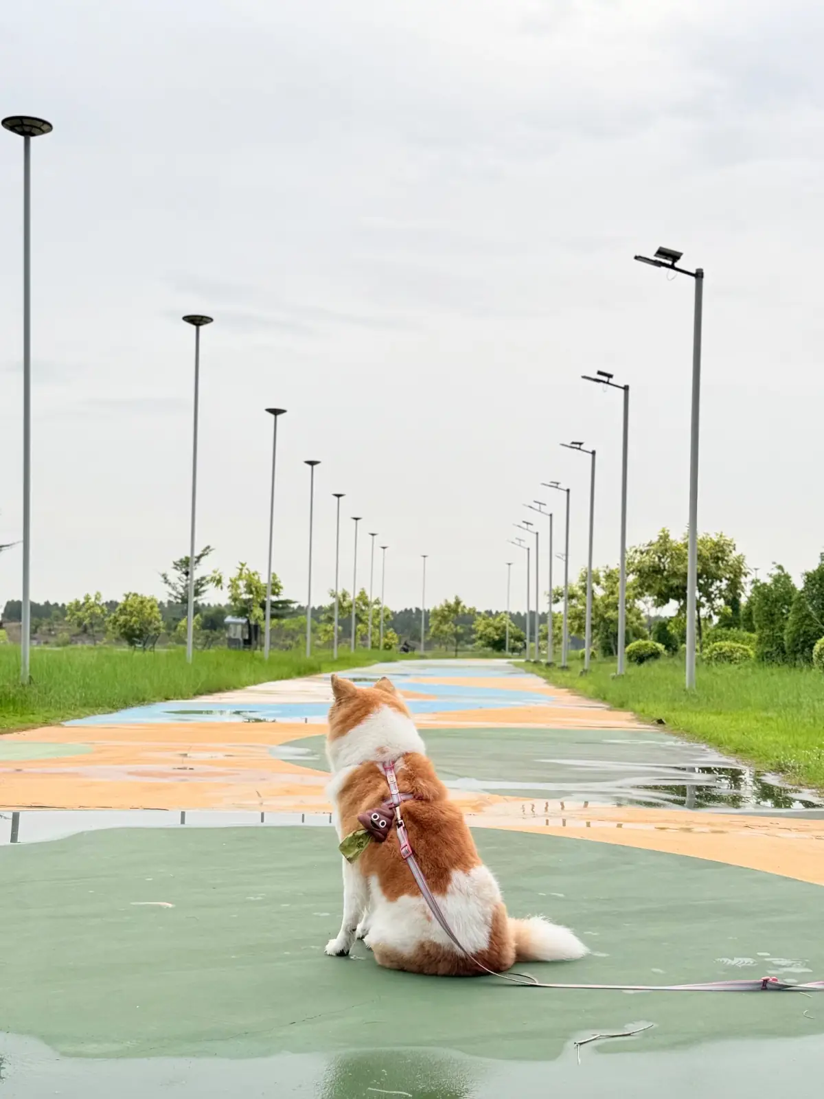 สวนสาธารณะทศมินทราภิรมย์ pets image 6
