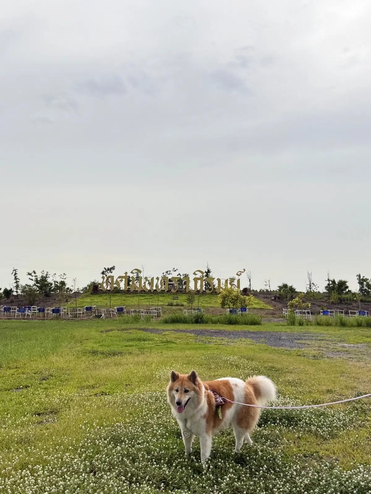 สวนสาธารณะทศมินทราภิรมย์ pets image 7