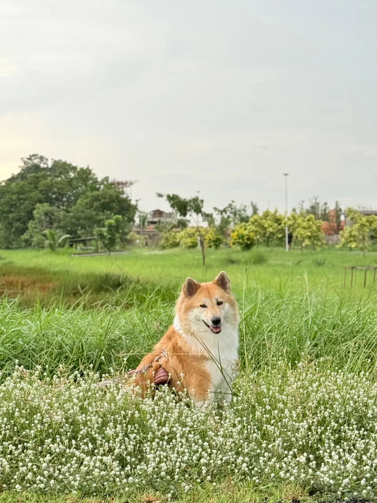 สวนสาธารณะทศมินทราภิรมย์ pets image 4