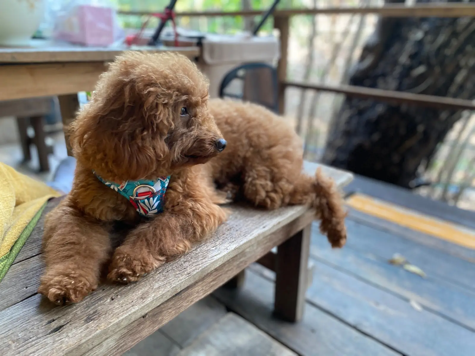 ตาวีฟาร์ม เขาใหญ่ pets image 2