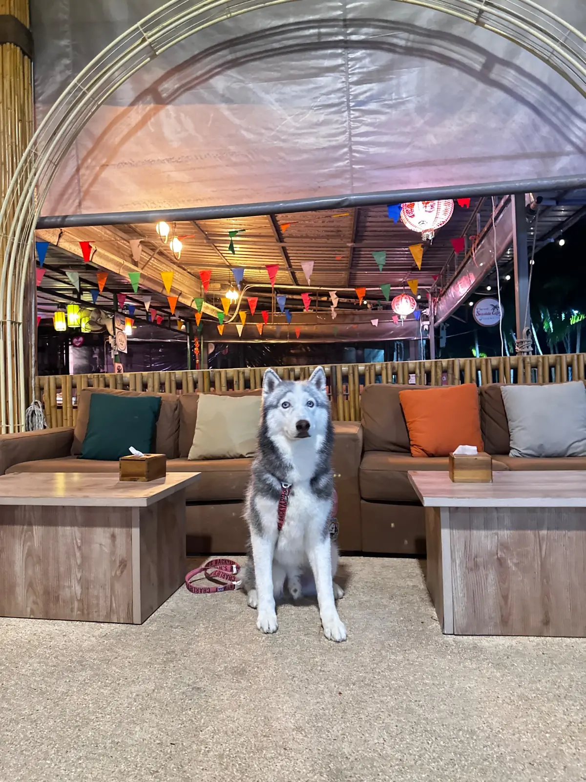 21 Bar & Bistro pets image 1