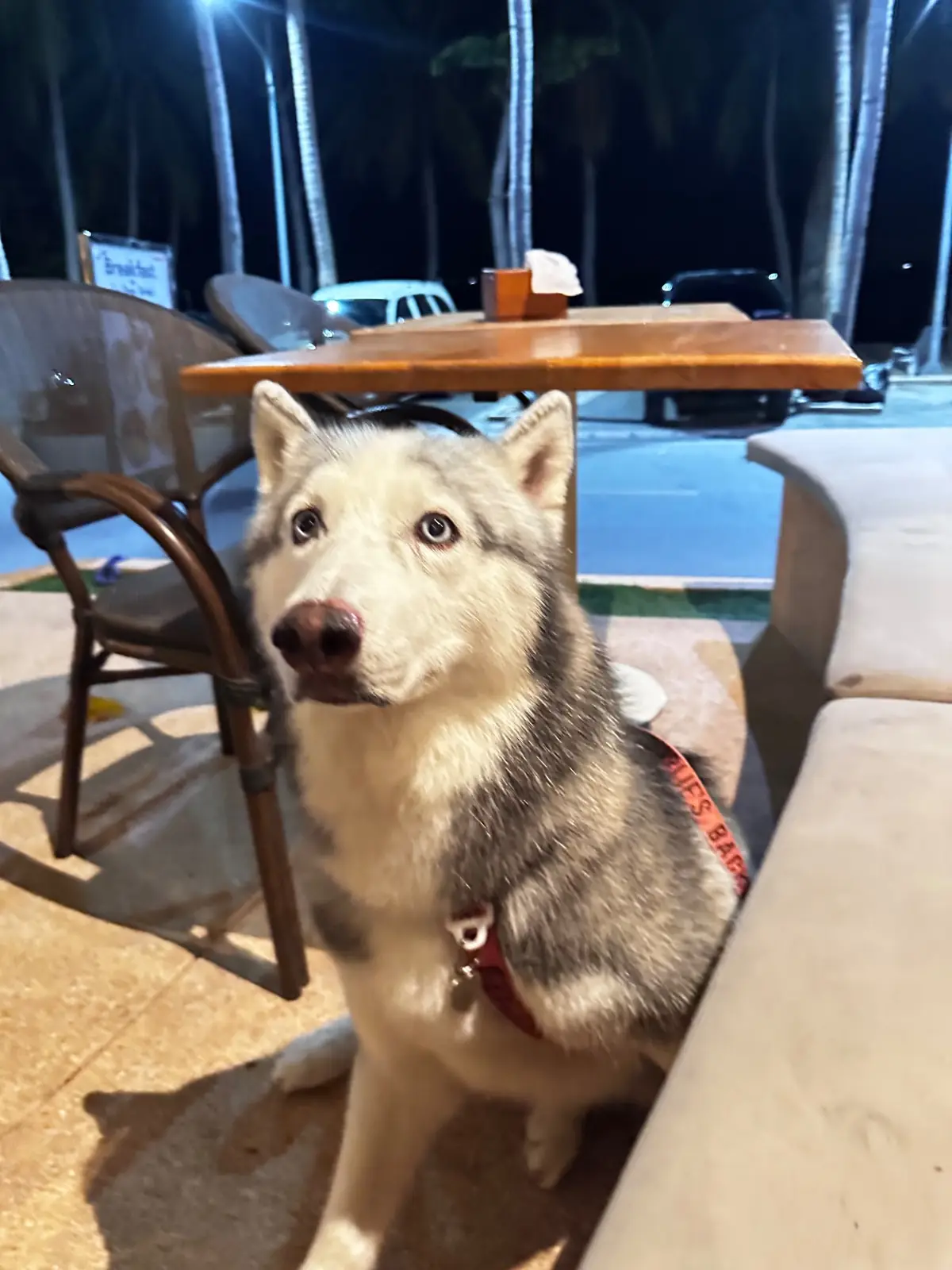 21 Bar & Bistro pets image 2