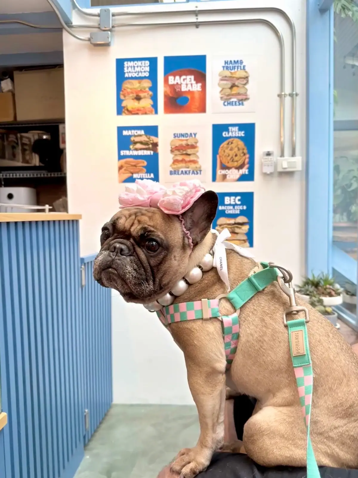 Bagel Babe pets image 4