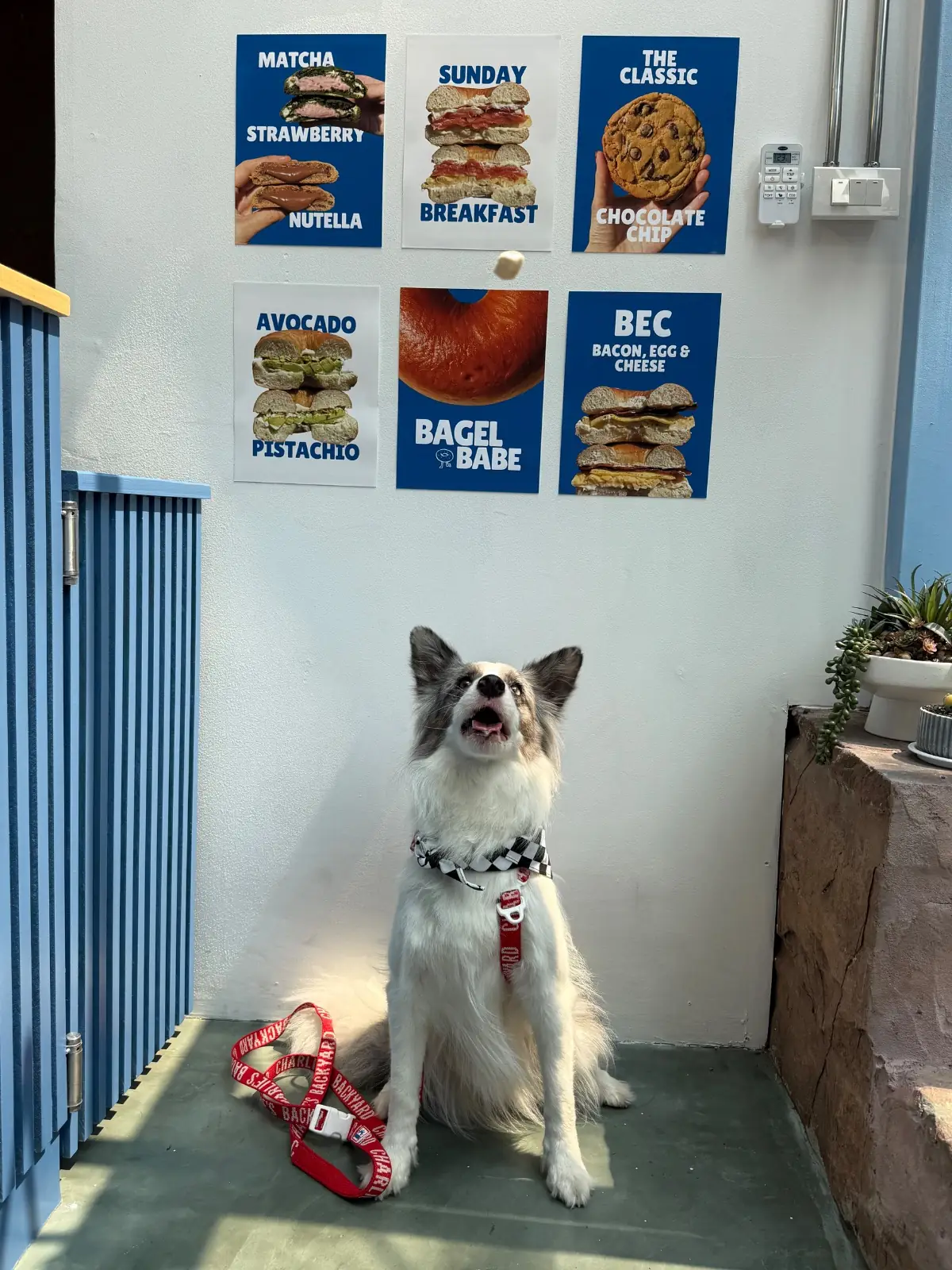 Bagel Babe pets image 8