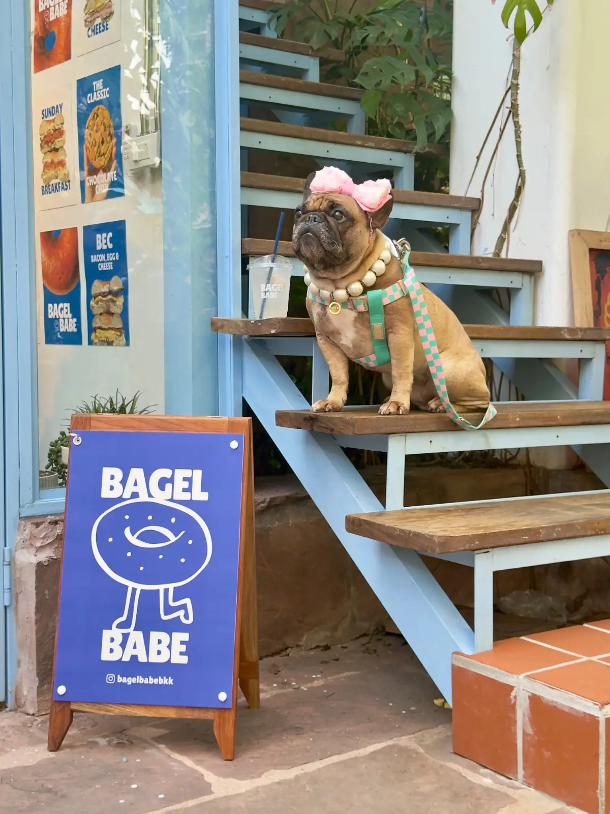 Bagel Babe pets image 2