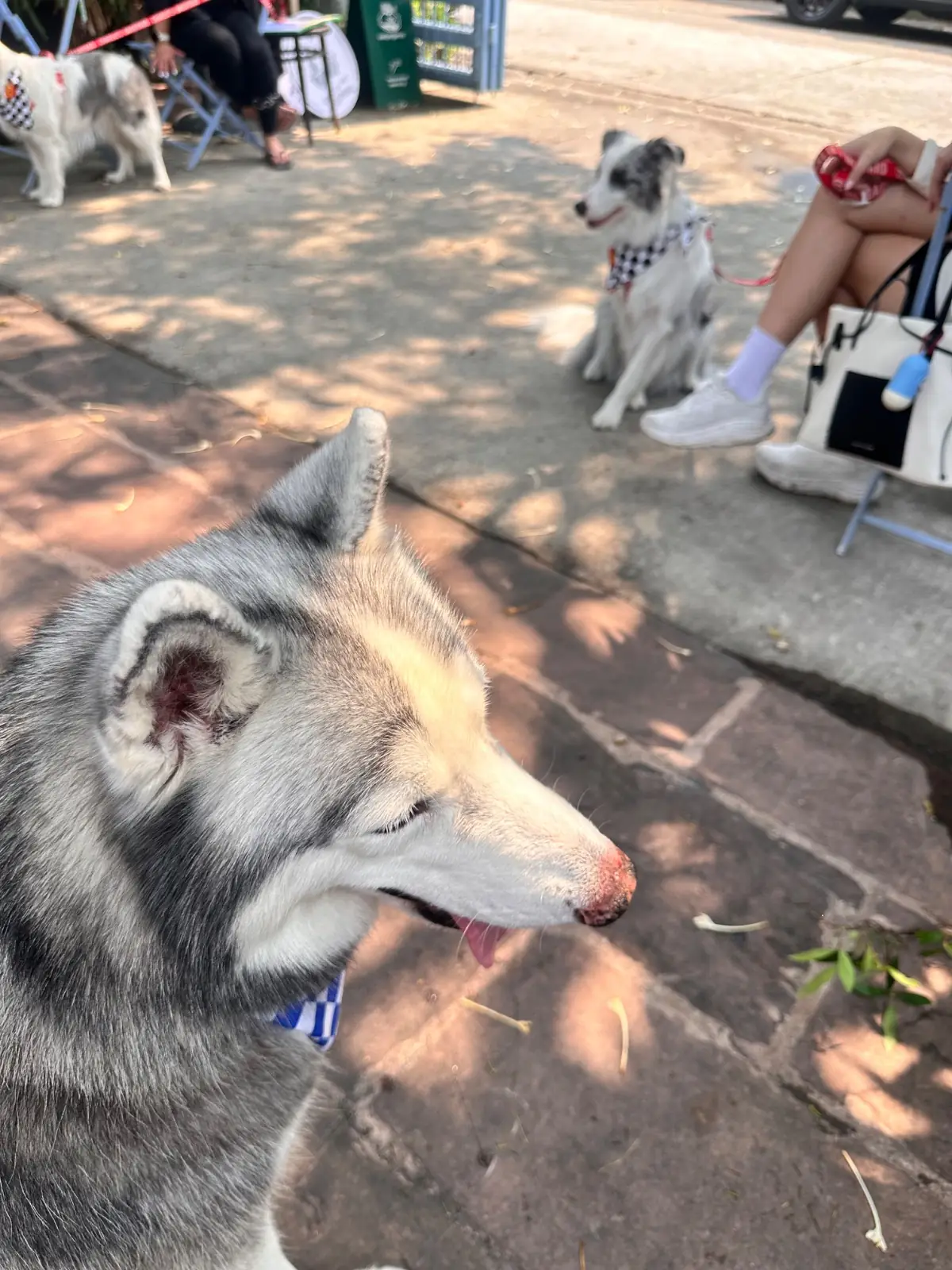 Bagel Babe pets image 1