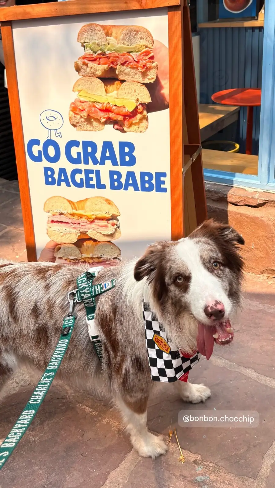 Bagel Babe pets image 1