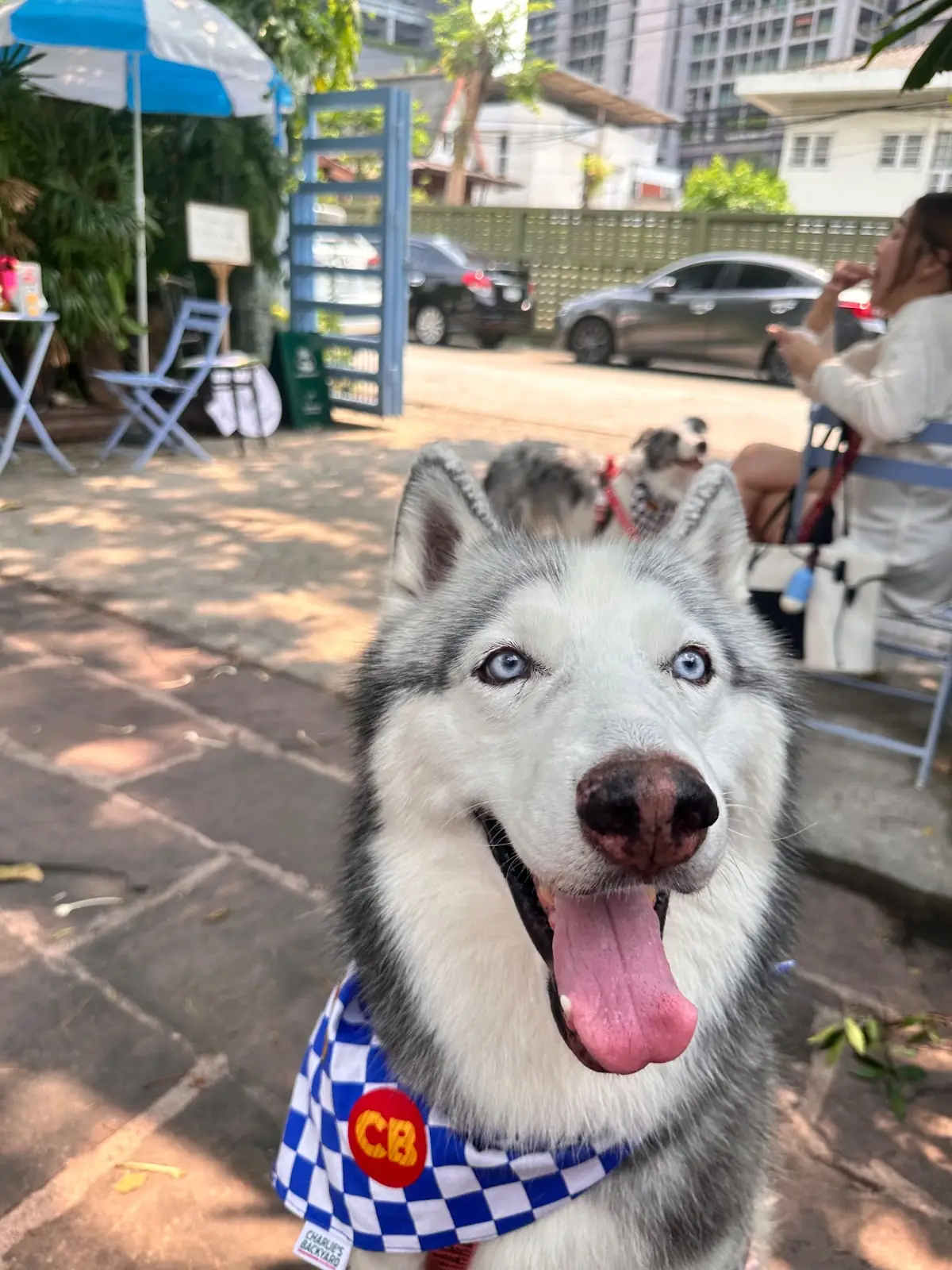 Bagel Babe pets image 3