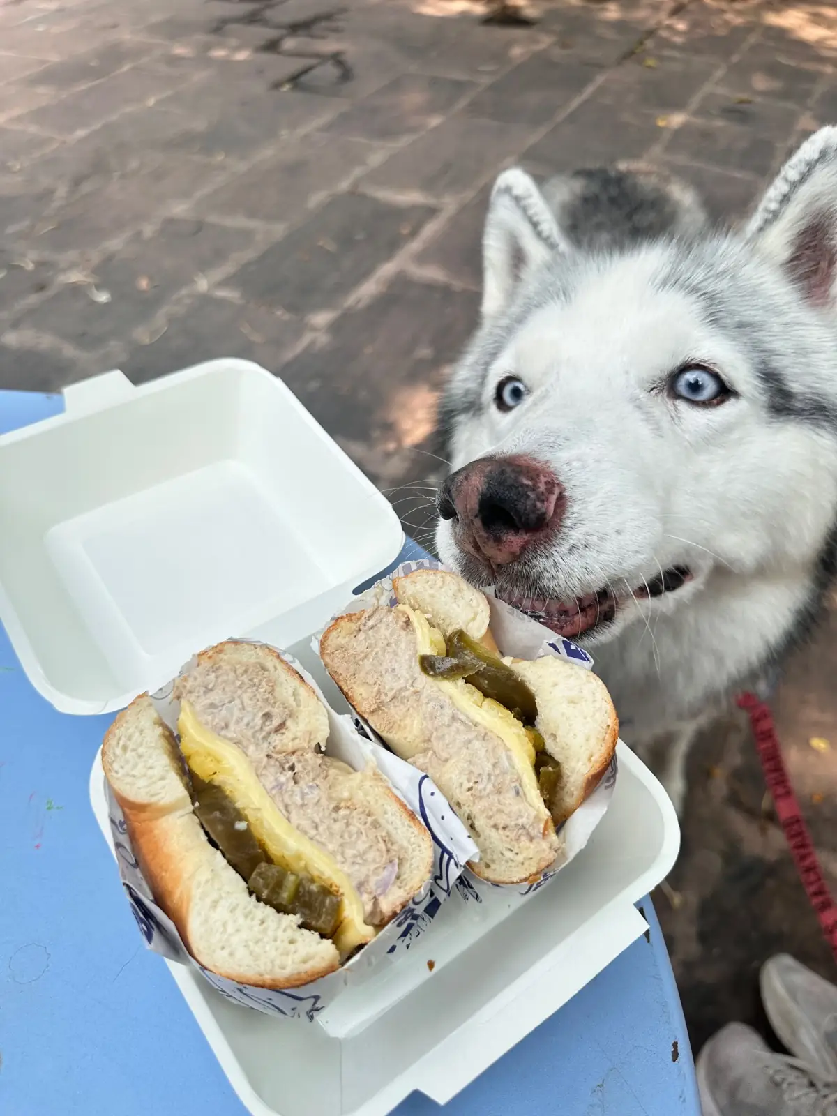 Bagel Babe pets image 7