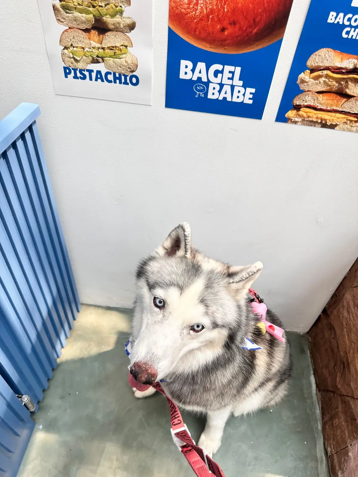 Bagel Babe pets image 2
