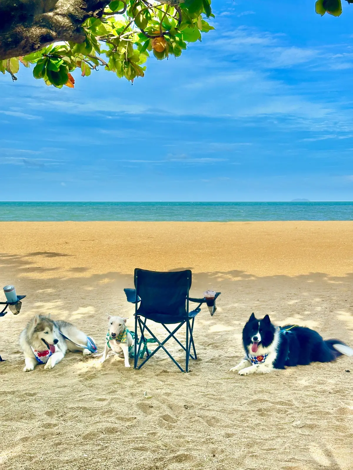 CK Coffee pets image 1