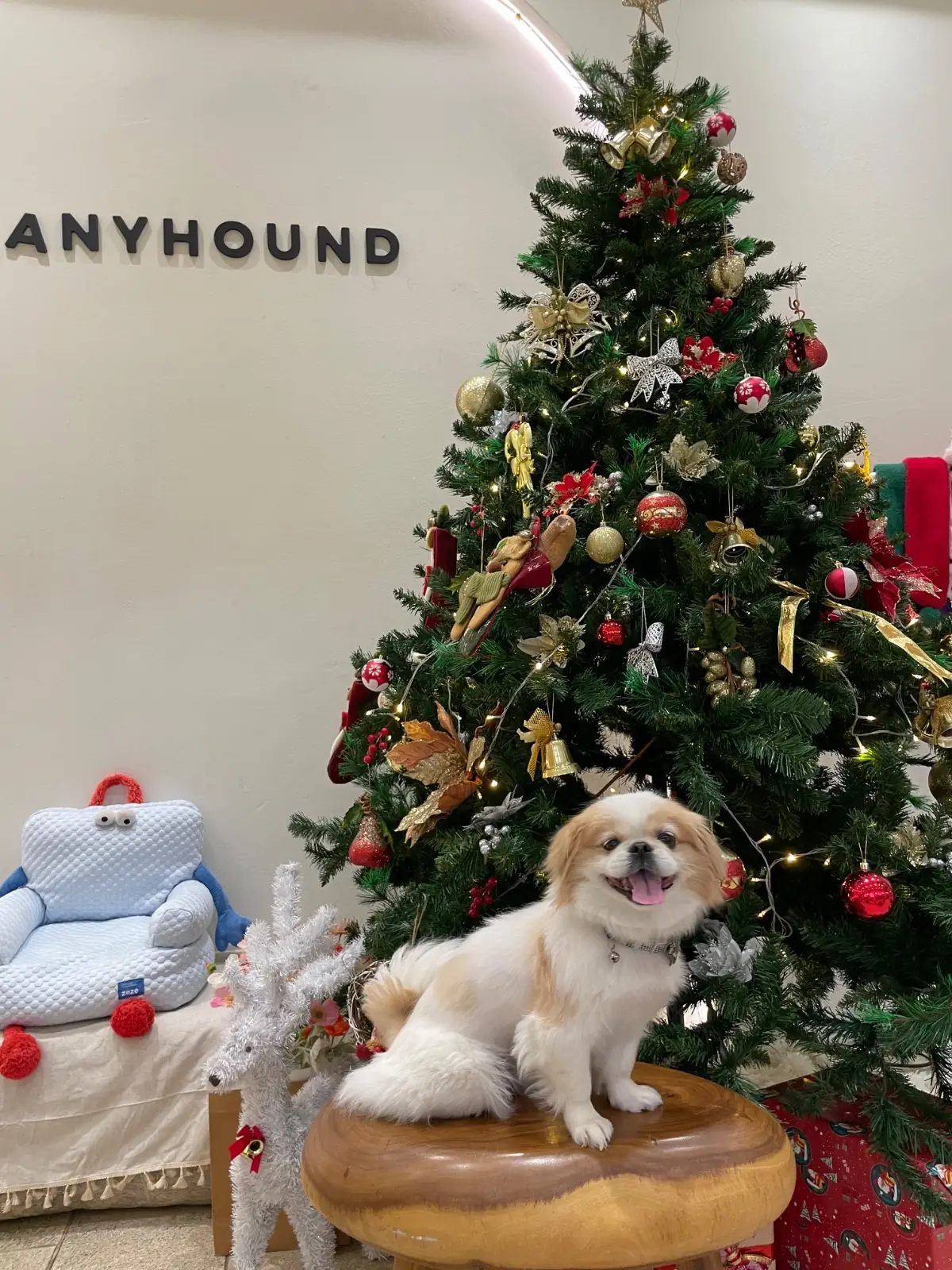 Anyhound pets image 12