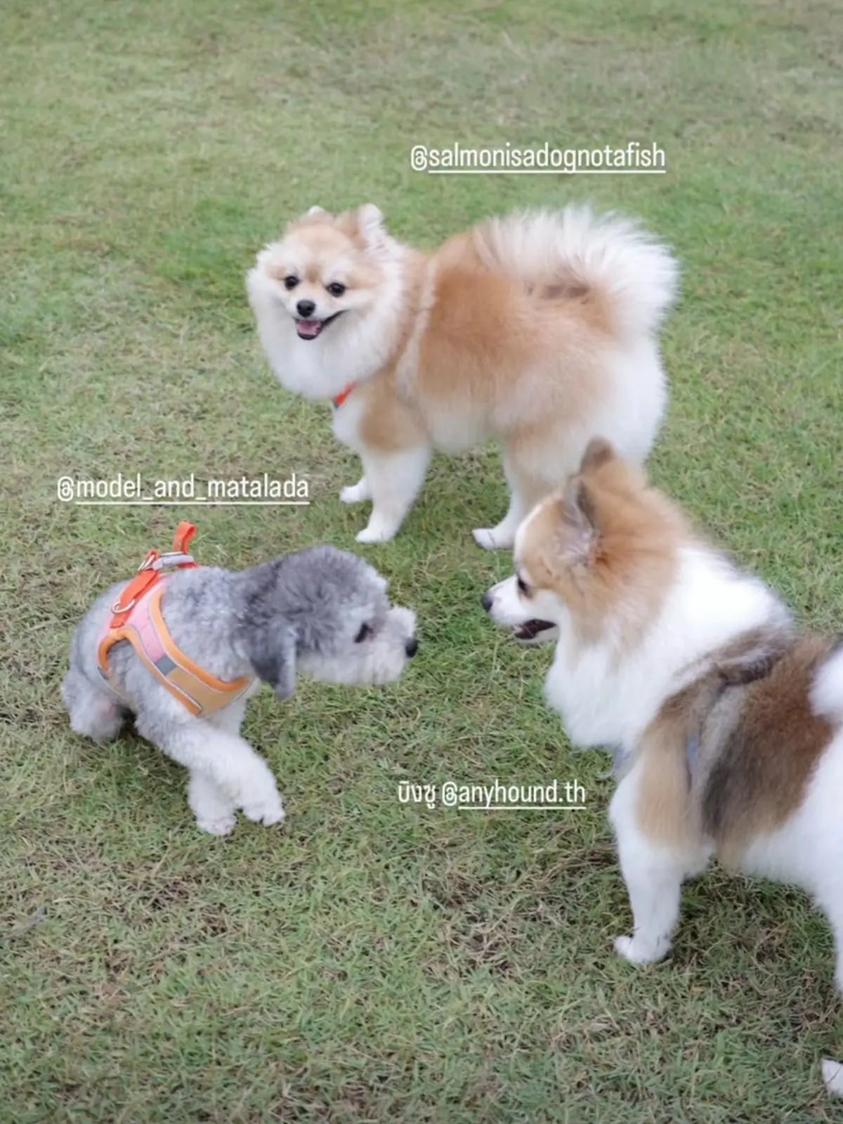 Anyhound pets image 15