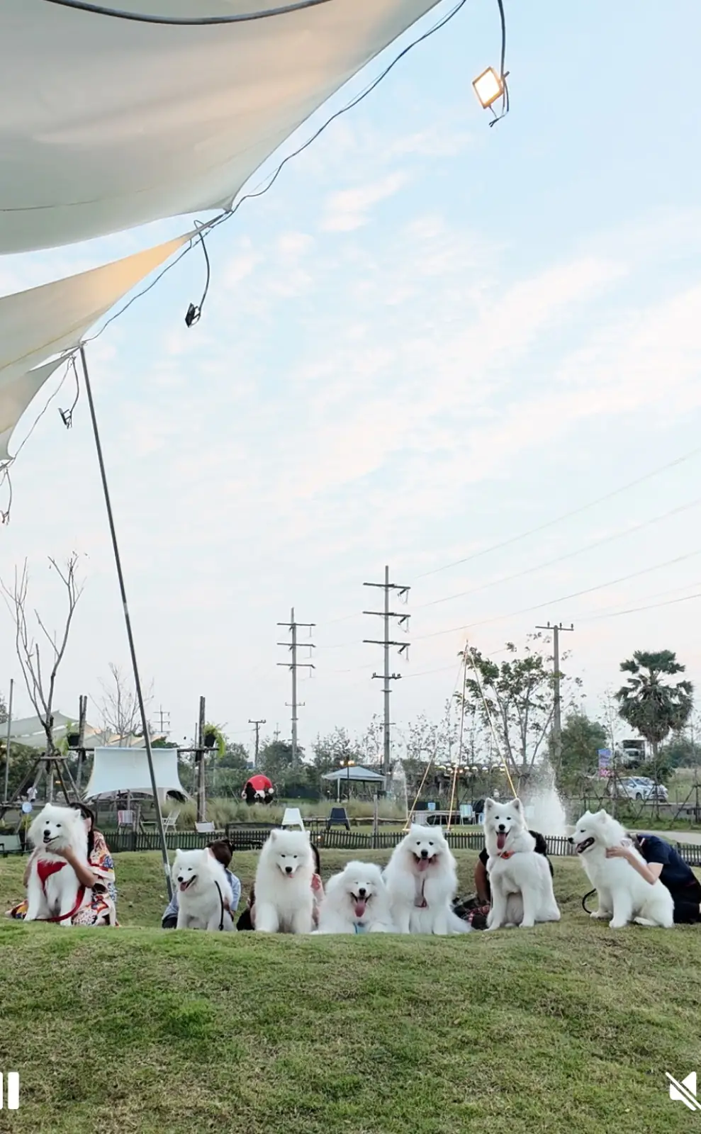Anyhound pets image 3