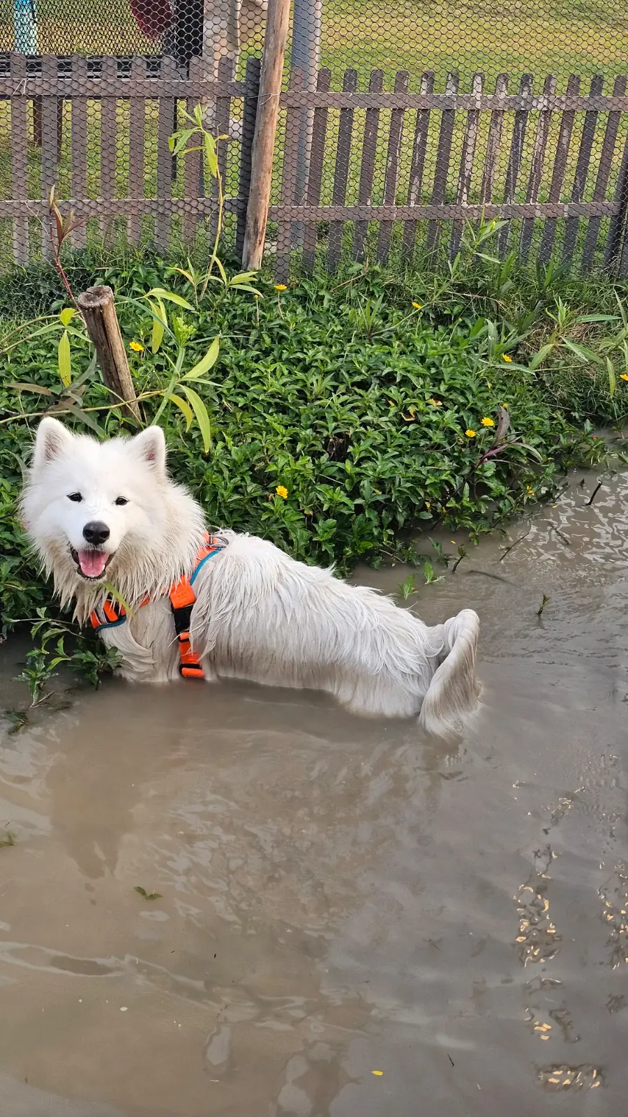 Anyhound pets image 10