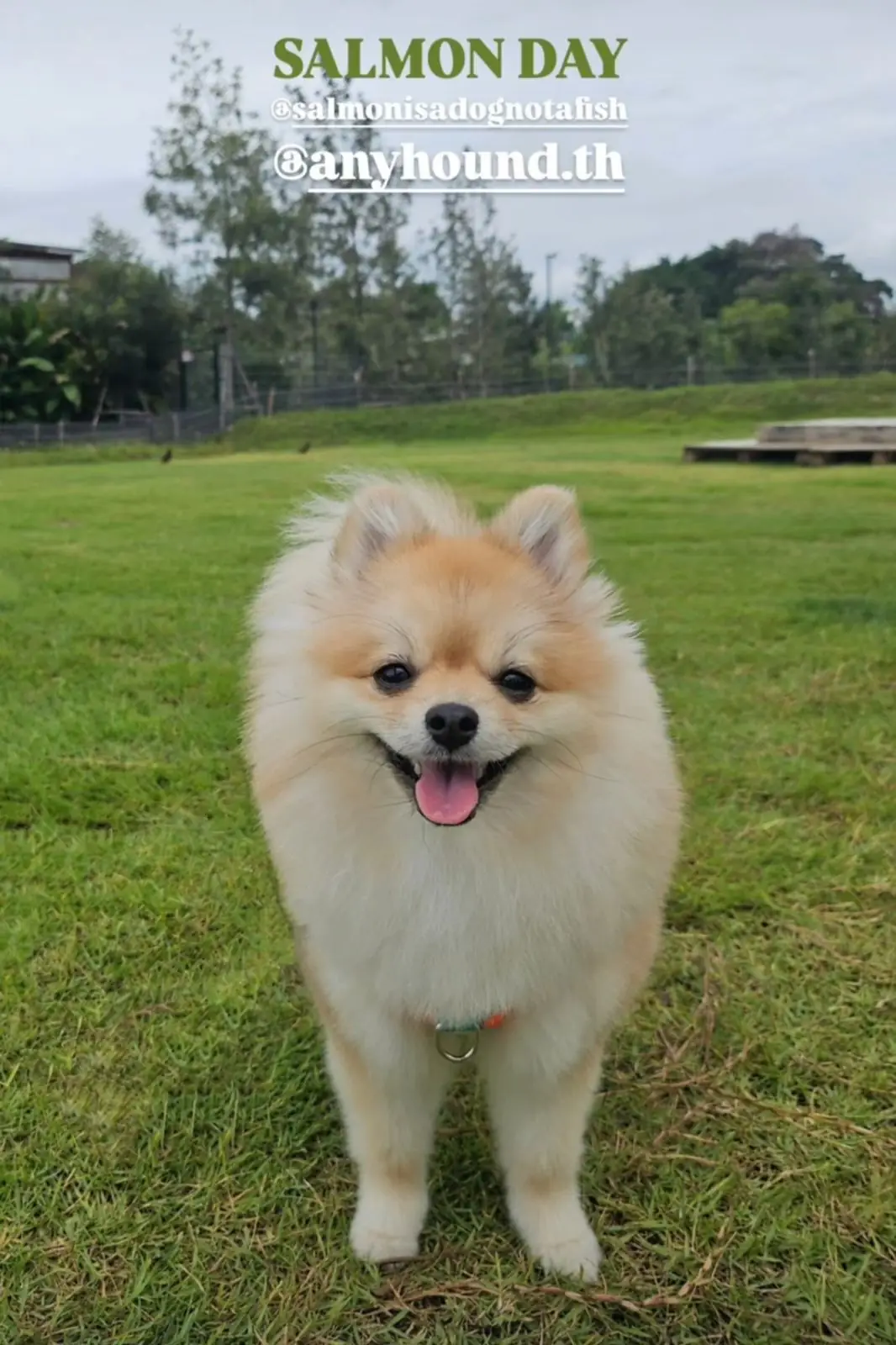 Anyhound pets image 14