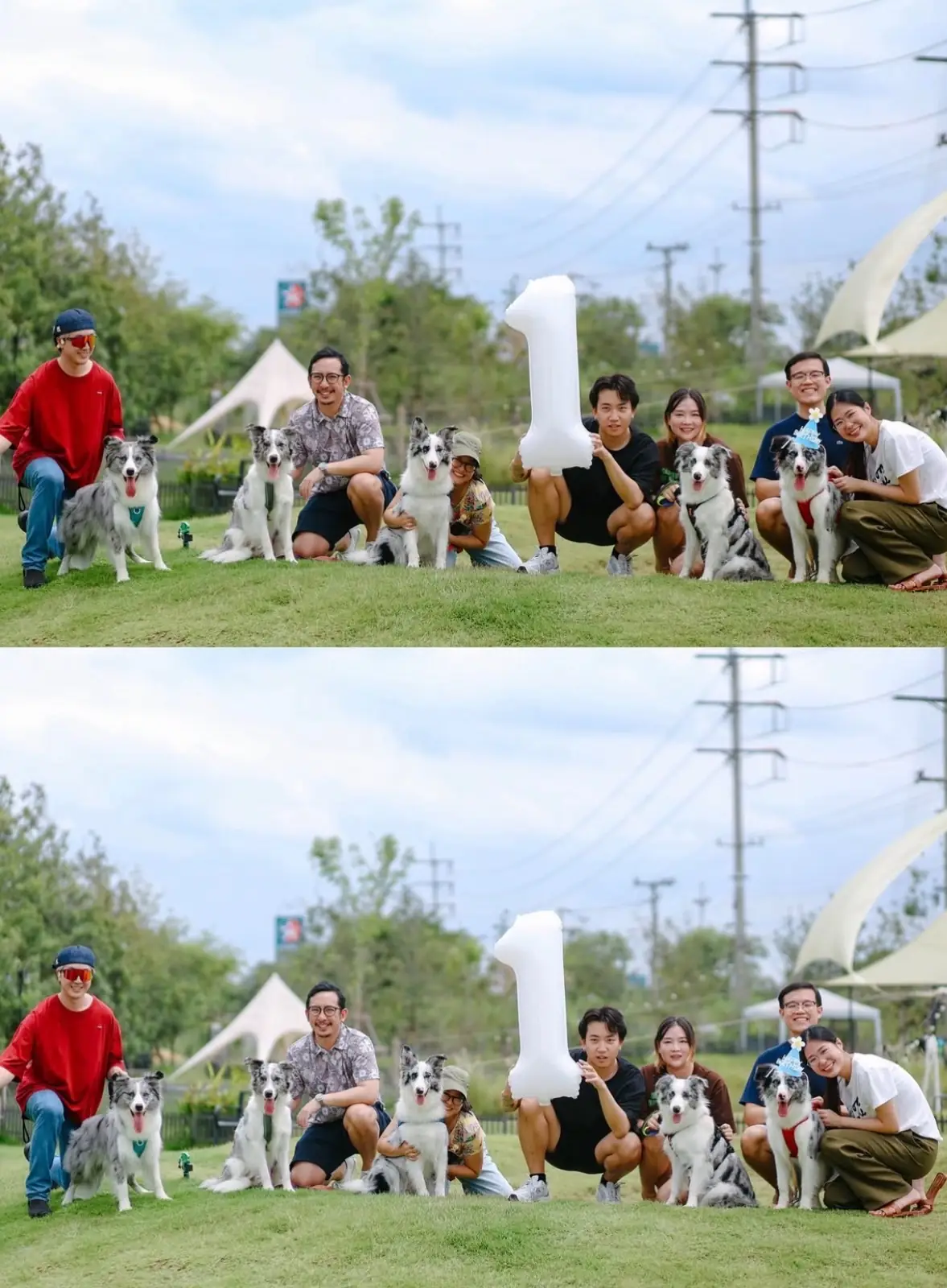 Anyhound pets image 5