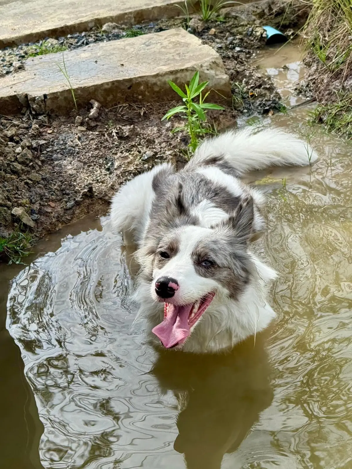 Anyhound pets image 1