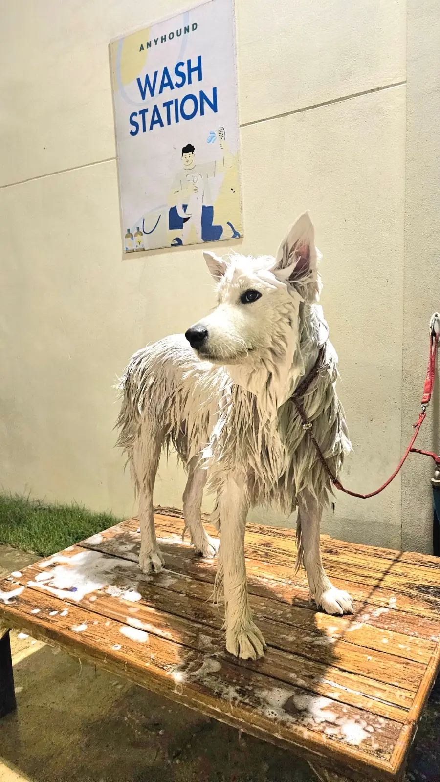 Anyhound pets image 8