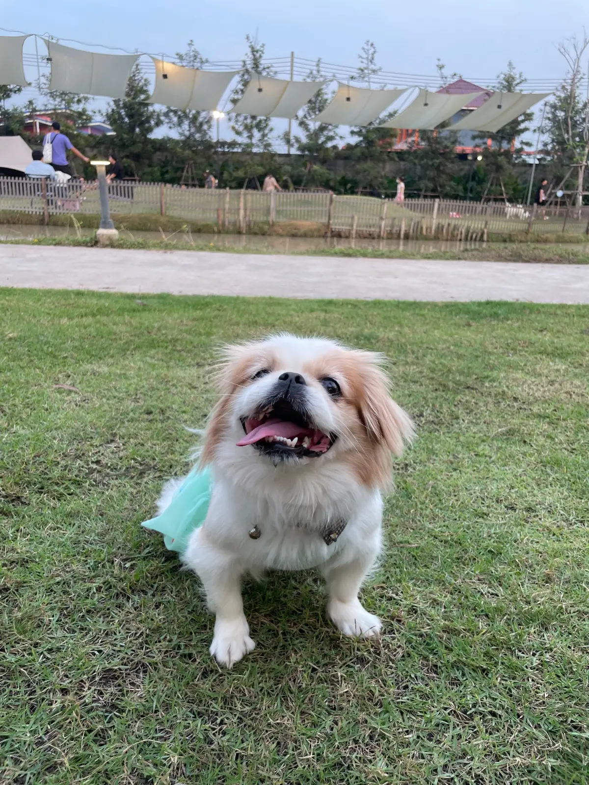 Anyhound pets image 11