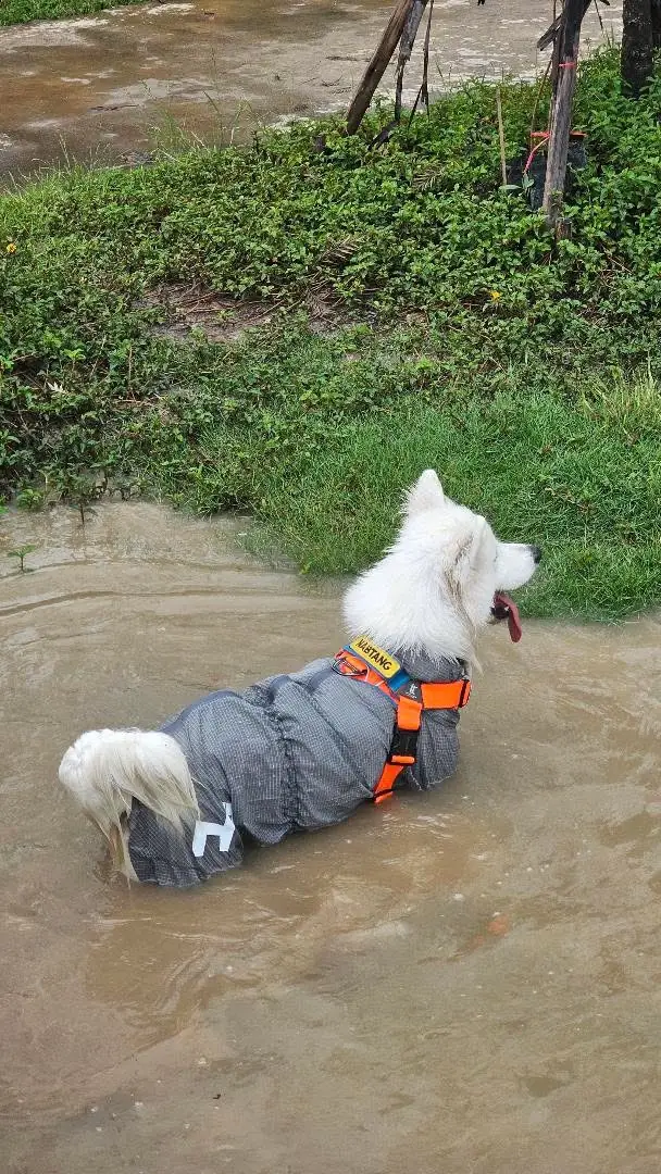 Anyhound pets image 4
