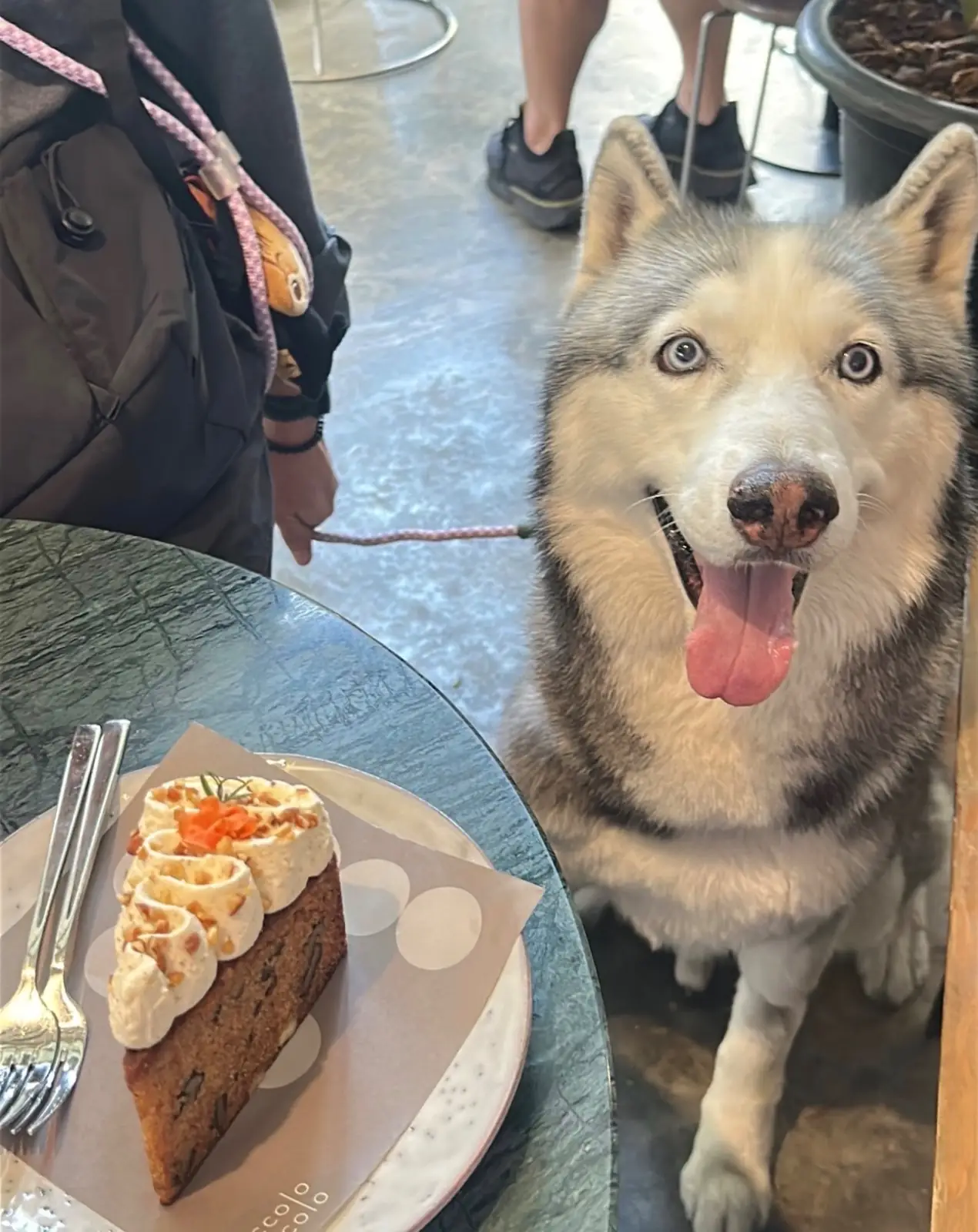 Piccolo vicolo pets image 2