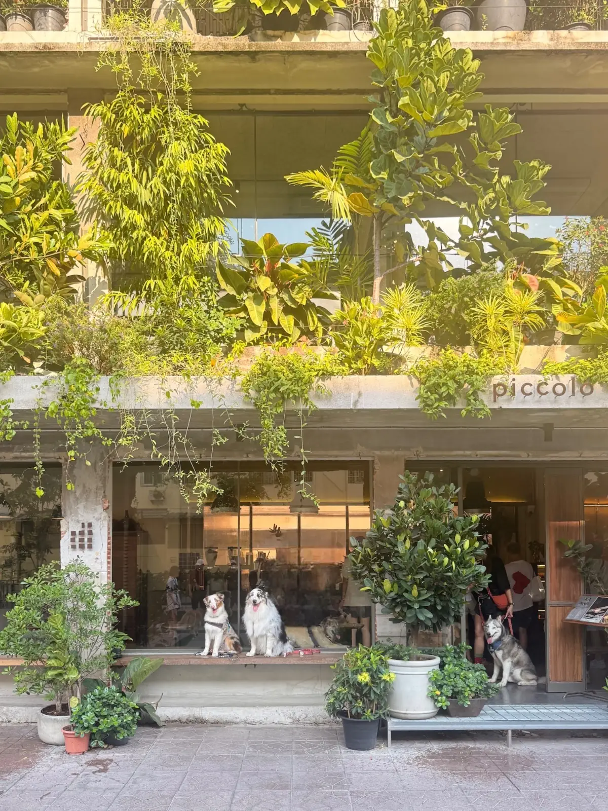 Piccolo vicolo pets image 1