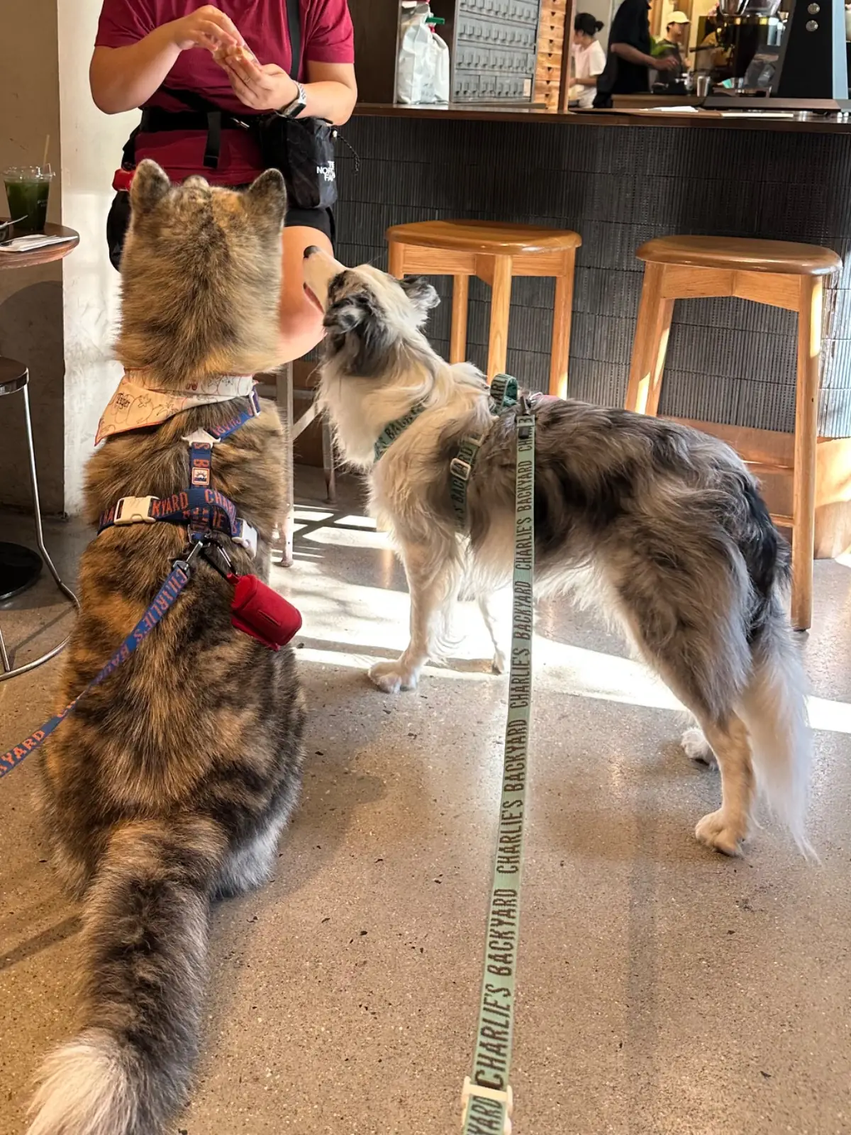 Piccolo vicolo pets image 4