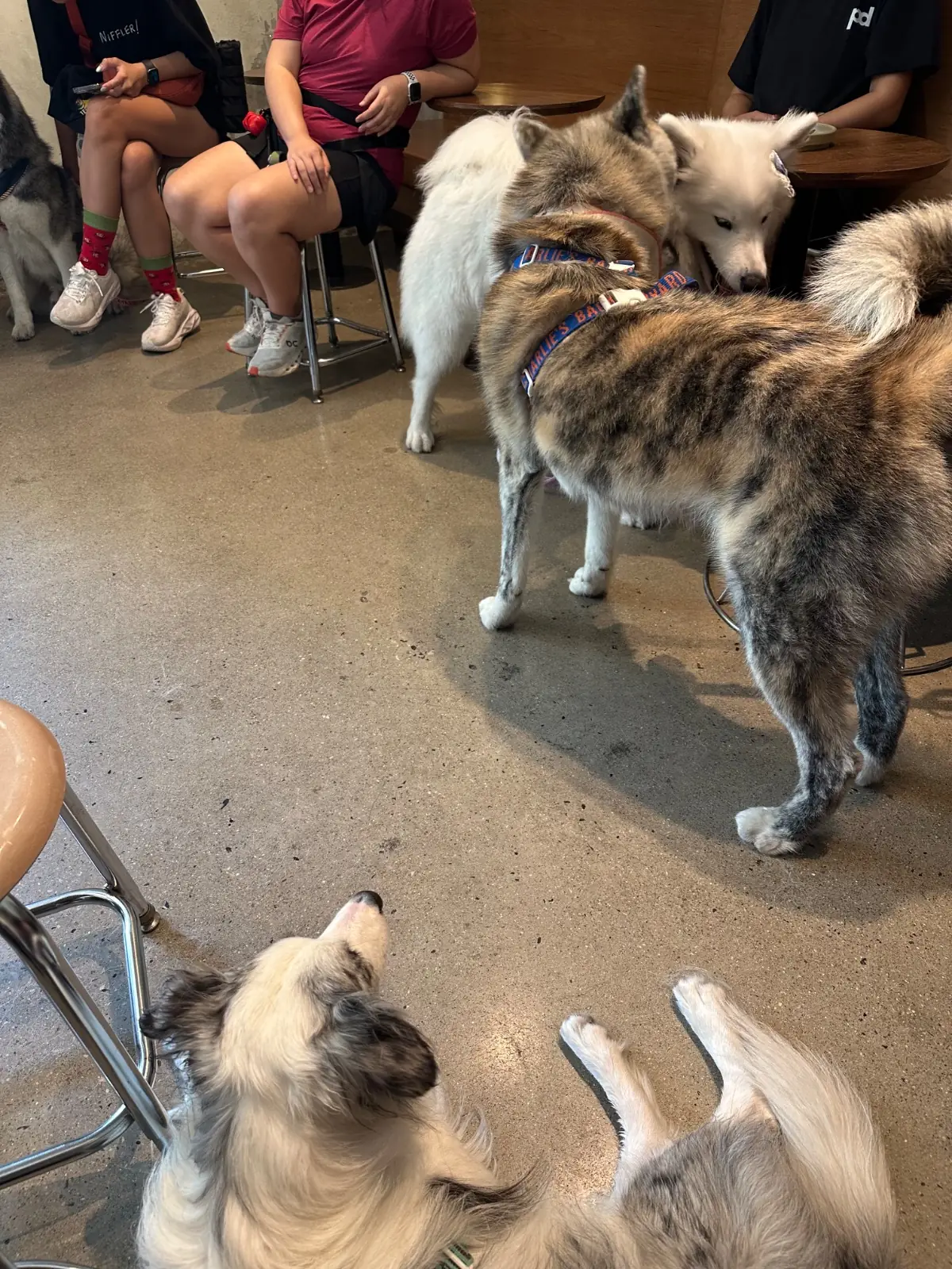 Piccolo vicolo pets image 3