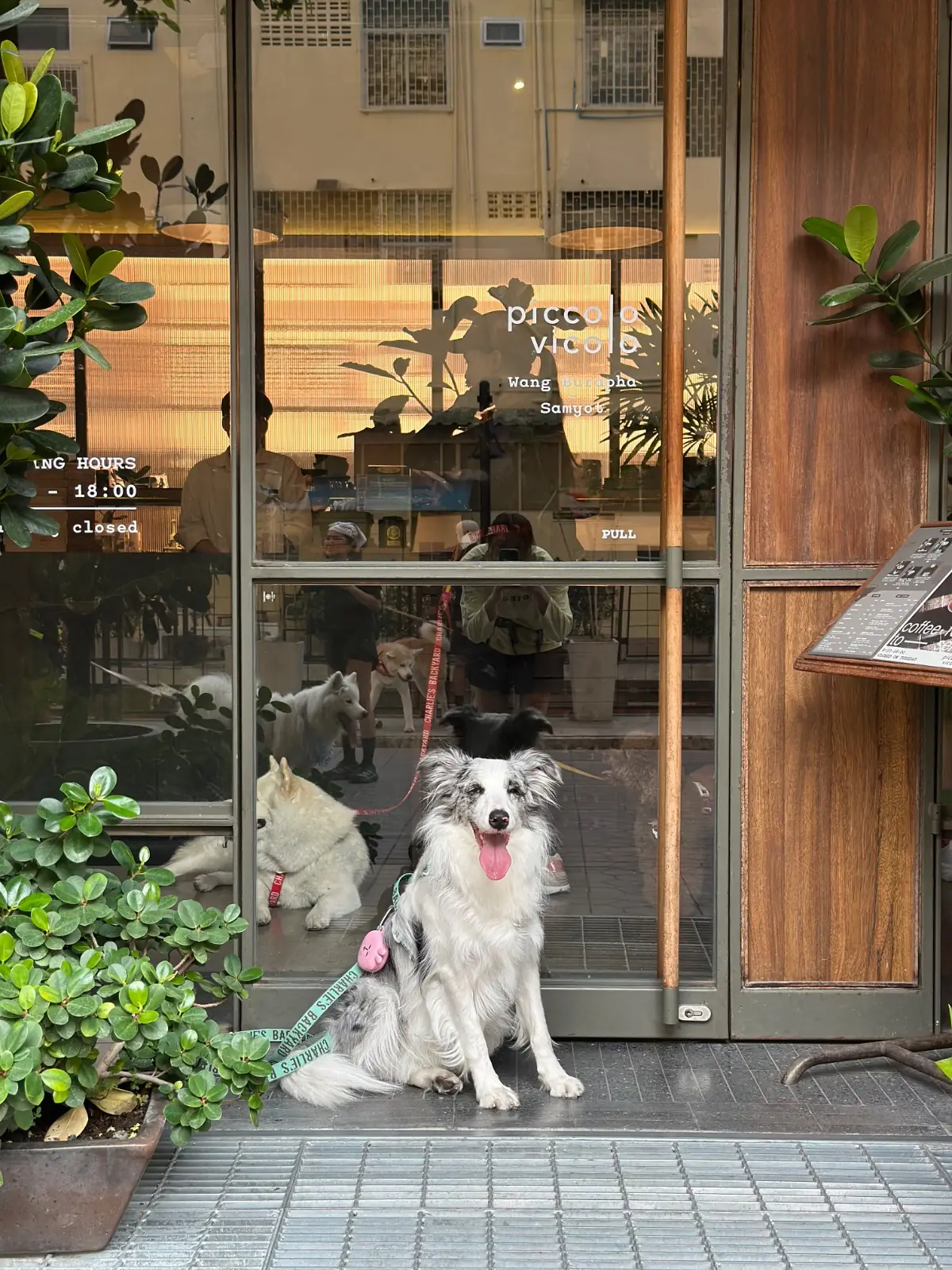 Piccolo vicolo pets image 5