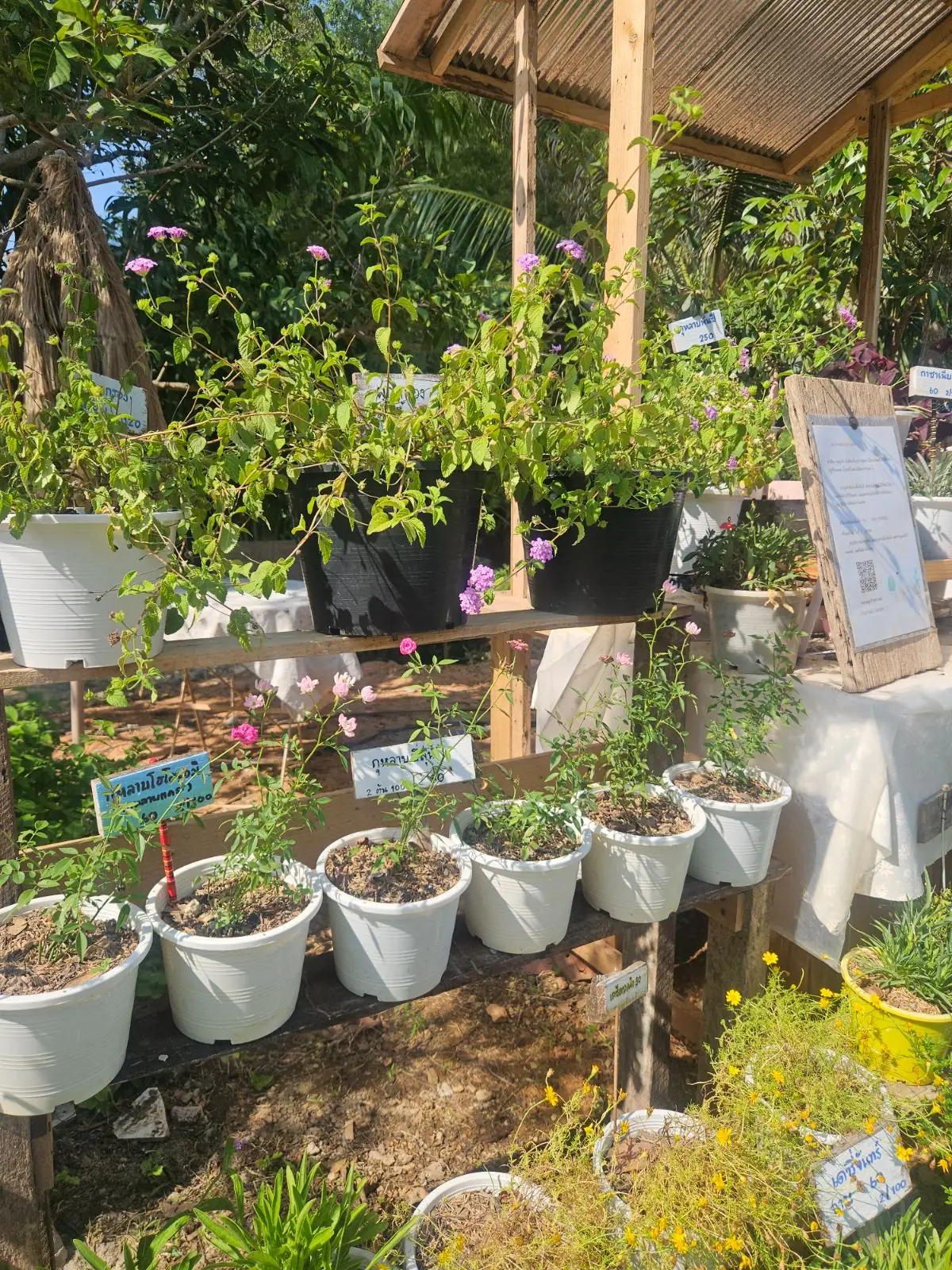 Padee in the wild ambiance image 1