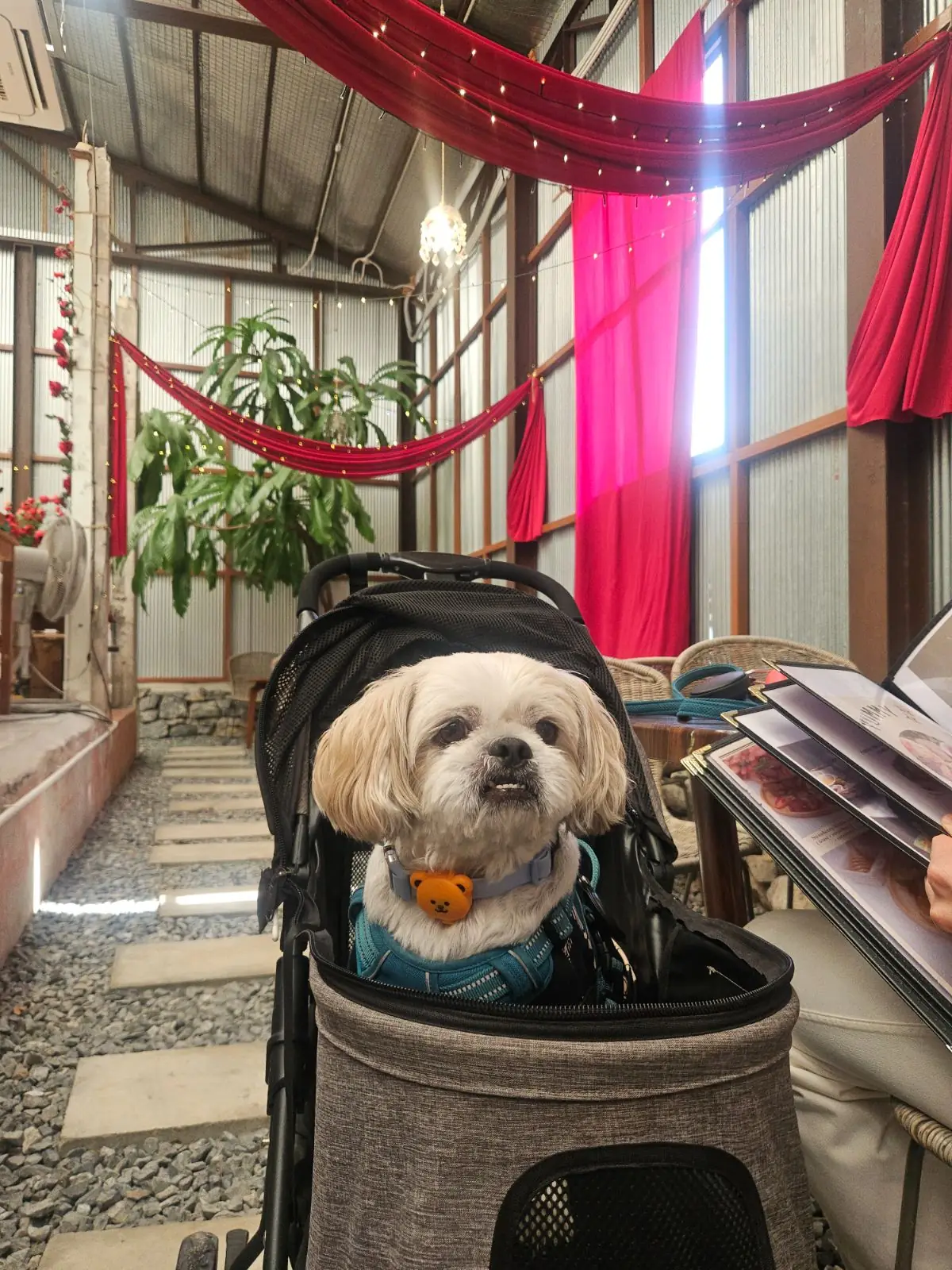 Padee in the wild pets image 1