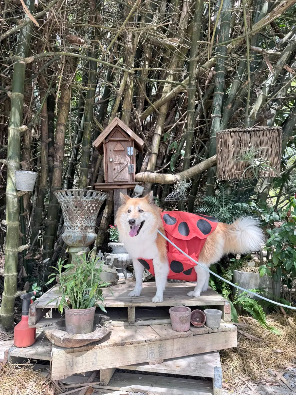 Padee in the wild pets image 4