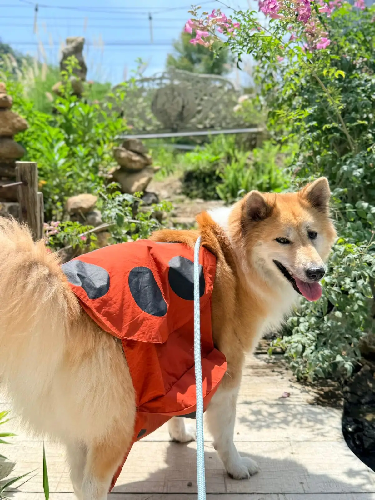 Padee in the wild pets image 7