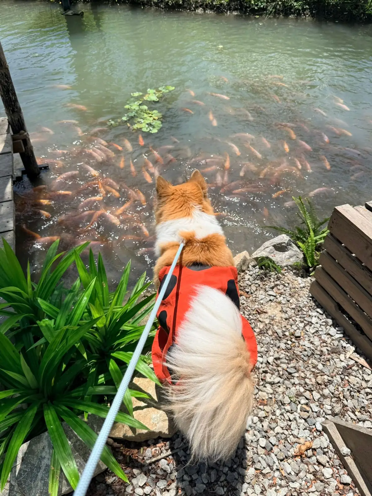Padee in the wild pets image 6