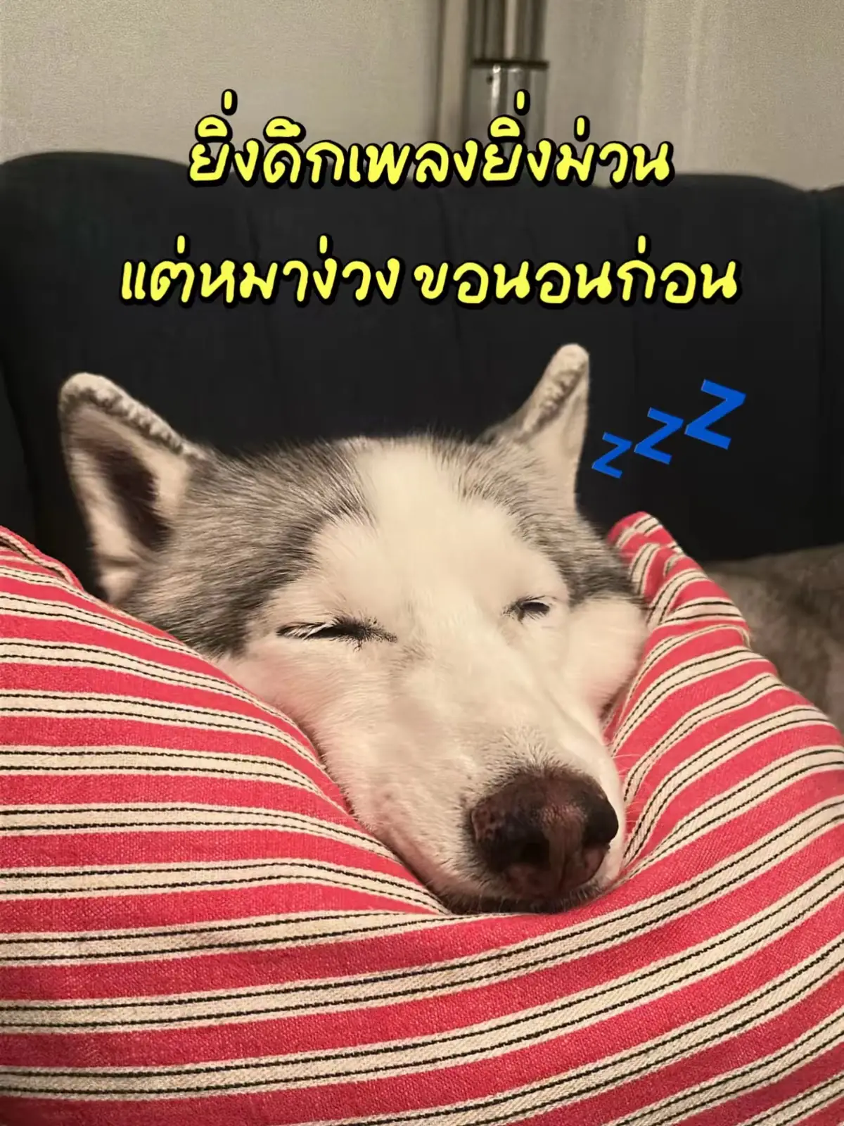 StudioLarb pets image 1